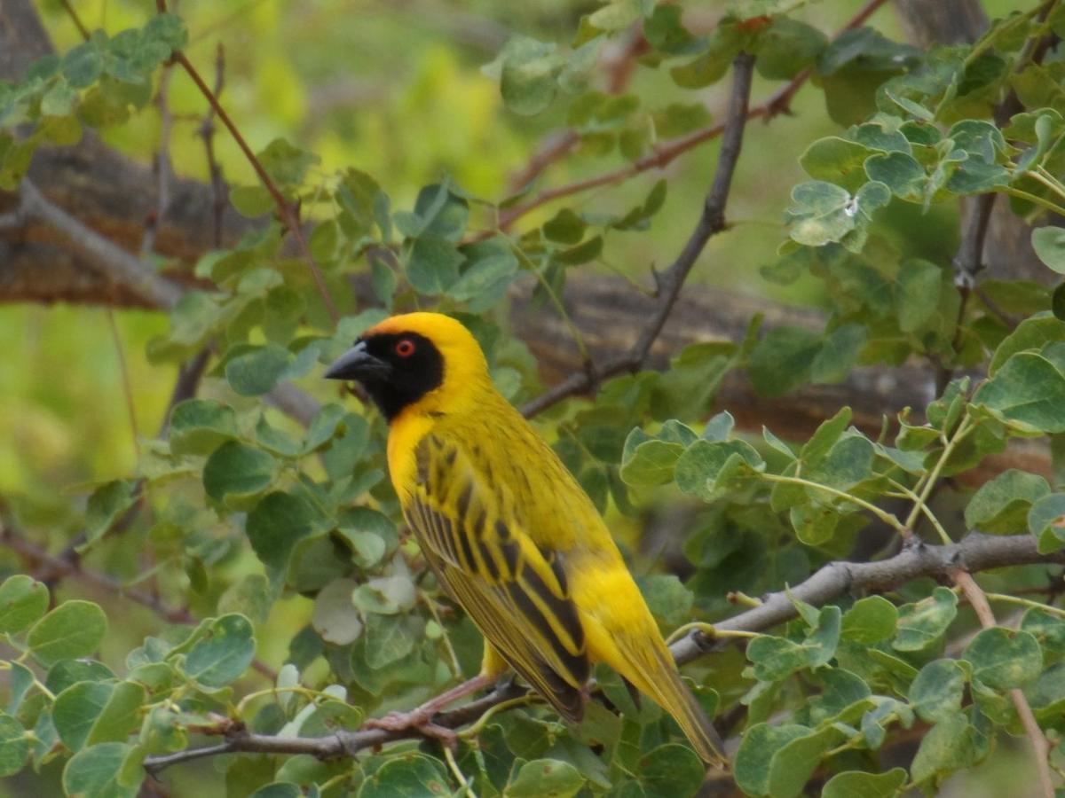 Shikwari Nature Reserve Hoedspruit Exteriér fotografie